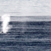 16-on-our-final-day-we-saw-the-towering-jet-of-water-from-a-huge-and-our-first-whale