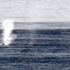 16-on-our-final-day-we-saw-the-towering-jet-of-water-from-a-huge-and-our-first-whale