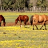 06-the-gauchos-laughed-at-our-bikes-and-told-us-to-get-a-real-ride-like-their-horses