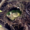 07-we-found-a-tree-full-of-chattering-green-parakeets