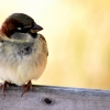 12-this-little-guy-wanted-a-crumb-from-our-bread-rolls