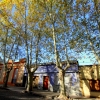 16-a-tree-lined-avenue-in-historic-colonia