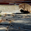 26-boats-on-the-rampo-at-the-el-tigre-rowing-club