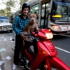 37-i-had-already-thought-the-streets-of-ba-were-as-crazy-as-a-circus-but-this-dog-driving-a-scooter-really-surprised-us