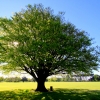 05-a-huge-tree-in-hagley-park