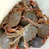 30-most-of-the-crabs-werent-very-big-but-he-caught-plenty-of-them