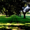 07-we-made-a-trip-to-hagley-park-to-surround-ourselves-with-the-long-forgotten-color-and-smell-of-nature