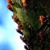 10-it-turned-out-to-be-the-time-of-year-for-the-cicadas-to-molt-their-skin