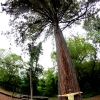 29-a-huge-tree-we-came-across-on-our-walk-through-the-botanical-gardens