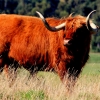 05-all-the-farm-animals-made-the-ride-interesting-as-well