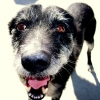 07-this-pooch-wouldnt-leave-us-alone-at-a-rest-stop-just-another-wayward-traveler-like-us