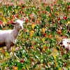 22-most-of-the-sheep-we-saw-had-just-recently-been-sheared