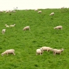 03-the-sheep-looked-naked-with-all-their-wool-shaved-off