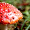 23-i-found-a-giant-red-mushroom-growing-in-our-campground