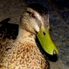 17-this-duck-wouldnt-leave-us-alone-he-loved-fergburger-too