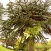 37-a-strange-monkey-puzzle-tree-imported-from-south-america