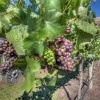 05-the-otago-region-of-the-south-island-is-known-worldwide-for-their-pinot-noir-grapes