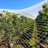 06-they-often-cover-the-whole-vineyard-in-a-net-to-keep-out-the-birds