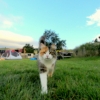 12-the-camp-we-stayed-at-on-our-first-night-on-the-trail-had-the-most-inquisitive-of-cats-it-wouldnt-leave-us-alone