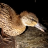 02-this-little-duck-came-right-inside-the-kitchen-of-our-hotel-and-pecked-at-your-feet-till-you-fed-him-something