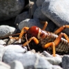 37-a-small-grasshopper-cockroach-bug-called-a-weta-that-is-only-in-nz