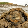 50-most-trees-were-preserved-fallen-down-but-there-were-also-a-lot-of-stumps-showing-just-where-the-trees-had-been-growing