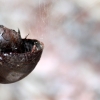 25-karamea-is-home-to-a-species-of-giant-carnivourus-snails-the-size-of-your-fist-its-hard-to-spot-a-living-one-but-this-one-met-its-demise-in-the-web-of-an-equally-giant-spider