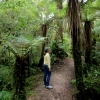 29-new-zealand-is-home-to-a-funny-looking-type-of-fern-that-grows-tall-like-a-palm-tree