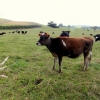 13-now-the-hills-are-home-to-hundreds-of-cows