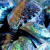 18-polished-paua-shells-for-sale-you-could-find-them-on-the-beach-but-they-werent-nearly-as-pretty