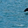 41-i-think-this-seal-was-chasing-a-fish