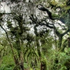 15-the-lower-stretches-of-mt-taranaki-are-covered-in-a-dense-jungle-forest