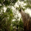 01-the-kauri-trees-are-new-zealands-version-of-the-giant-redwood