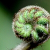 06-the-iconic-rolled-up-fern-leaf-is-new-zealands-national-symbol