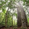 07-the-maori-used-to-use-the-kauri-trees-for-making-big-canoes