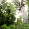 08-tane-mahuta-or-the-god-of-the-forest-is-the-biggest-kauri-tree-alive-168ft-tall-and-45ft-circumfrance