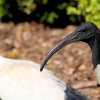 16-these-weird-black-headed-birds-were-as-big-as-a-turkey-and-were-all-over-town