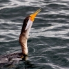 43-this-poor-bird-caught-a-fish-and-it-got-stuck-in-his-throat