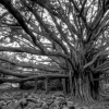 11-another-giant-banyan-tree