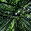 19-the-bamboo-was-so-dense-in-some-places-that-it-totally-blocked-out-the-sun