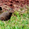 28-there-is-a-big-problem-with-a-mongoose-infestation-on-the-island