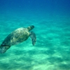 49-this-was-the-first-sea-turtle-we-had-ever-seen-in-the-wild