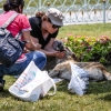 36-these-two-women-were-walking-saround-feeding-all-the-stray-dogs-in-the-park