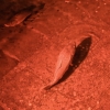 19-fish-swimming-around-in-the-cistern