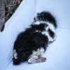 21-this-poor-little-kiten-died-soon-after-this-photo