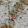 54-a-santorini-specialty-is-cherry-tomatoes