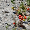 55-its-amazing-that-anything-grows-in-those-rocks