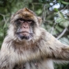20-barbary-macaques-are-the-true-owners-of-the-rock